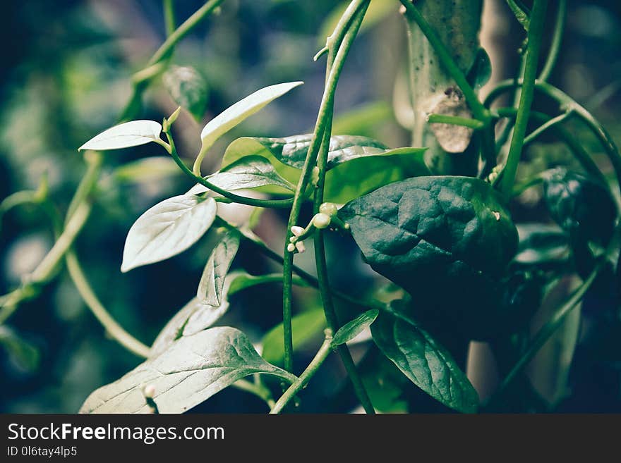 Focus Photo of Green Vegetabels