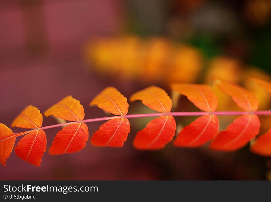 Depth of Field Photography of Orange Double Compound Leaf