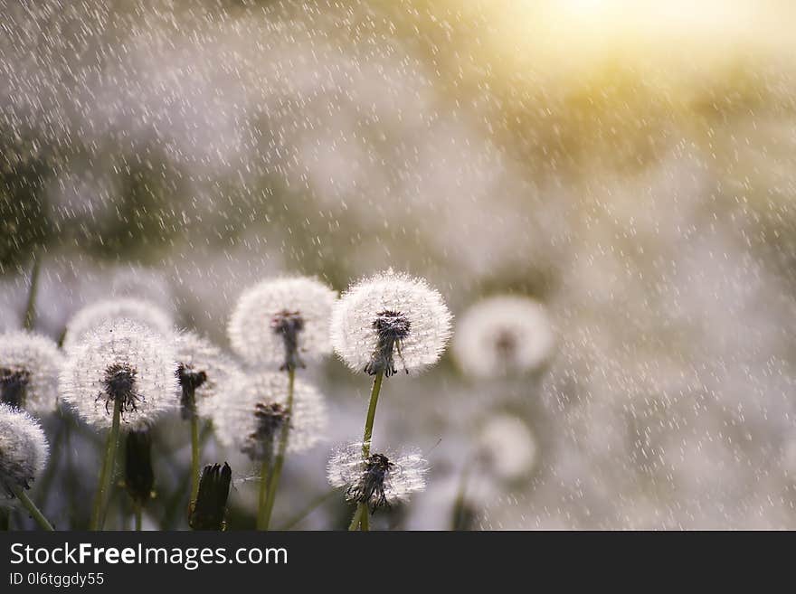 Many white delicate air colors of dandelions and spring sunny rain and flies flying in the air.