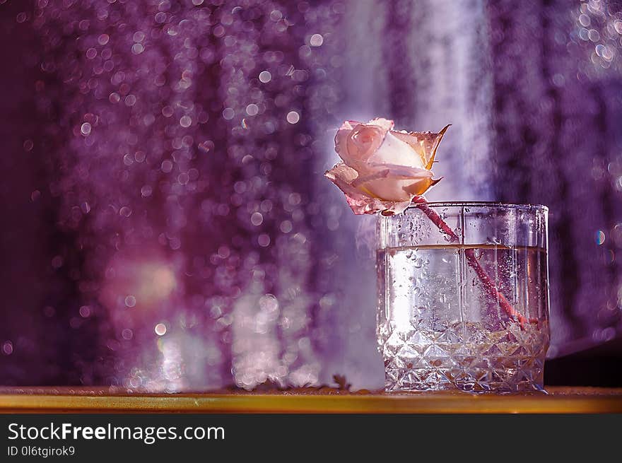 A rose flower in fresh drops in a glass on a dark background.