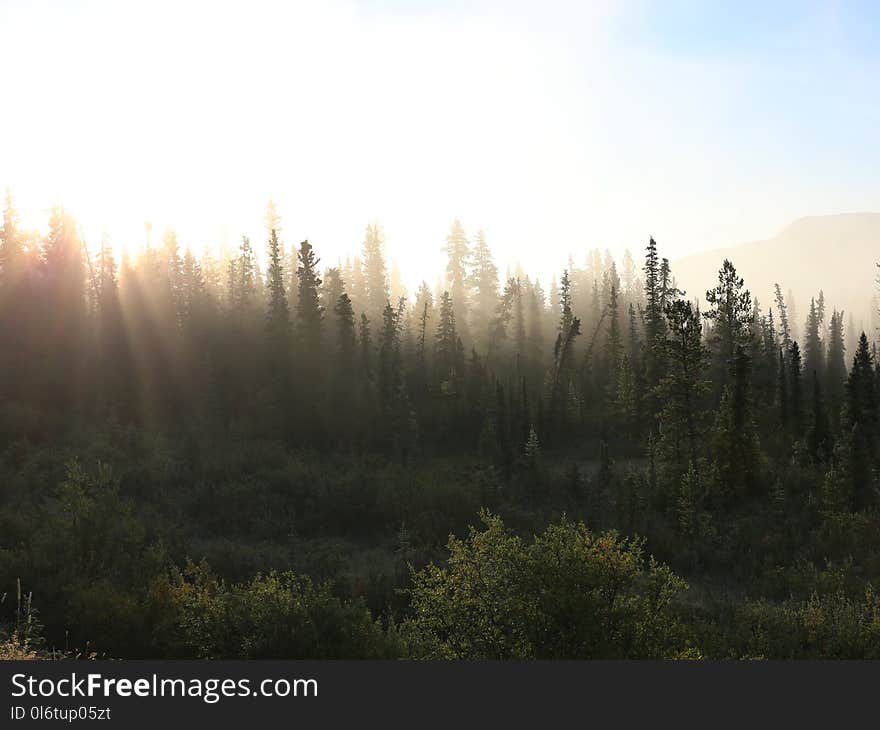 Misty tundra forest