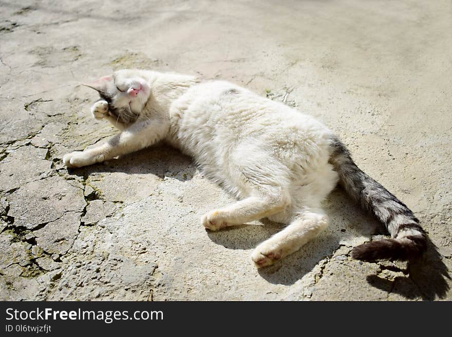 Cute Street Cat, Yerevan, Armenia