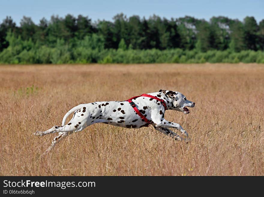 Running broun Dalmatian dog on coursing on field background. Running broun Dalmatian dog on coursing on field background