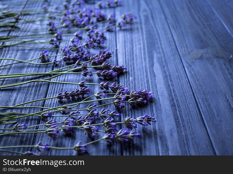 Fresh lavender flowers on dark blue wooden background. Romantic background with copy space.