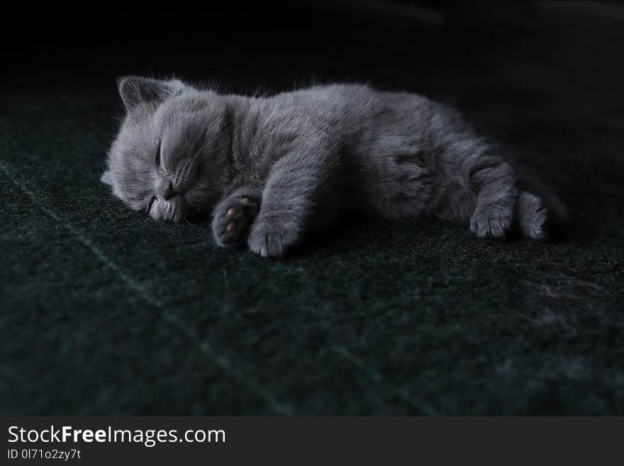 British Shorthair kittens sleeping on living room carpet. British Shorthair kittens sleeping on living room carpet