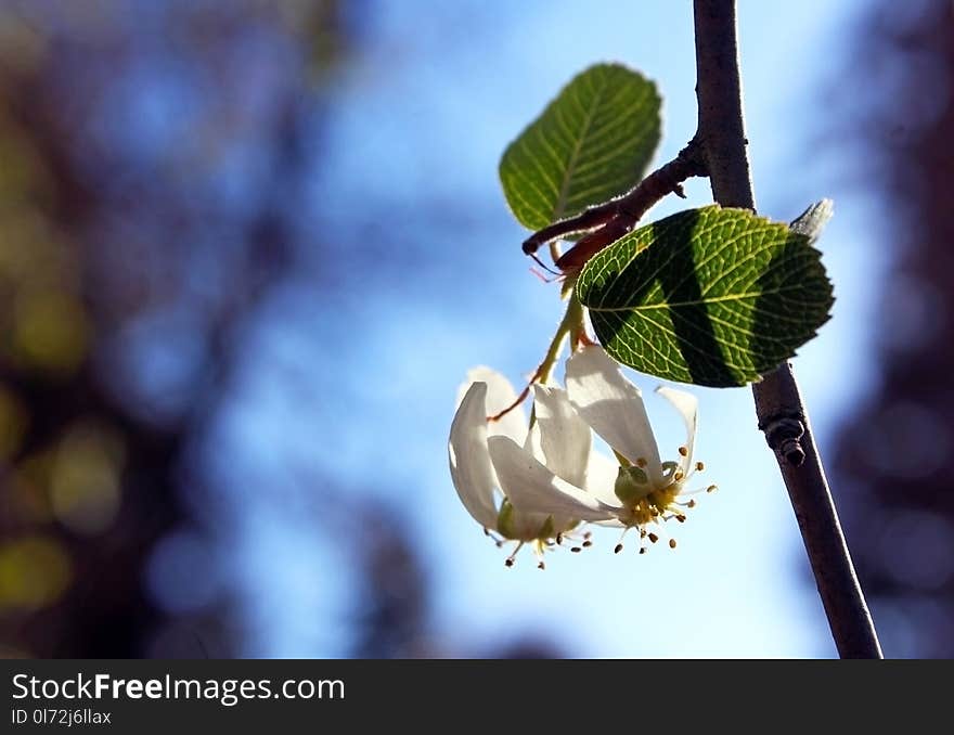 Amelanchier utahensis, the Utah serviceberry, is a shrub or small tree native to western North America, at Big Bear Mountain, California. Amelanchier utahensis, the Utah serviceberry, is a shrub or small tree native to western North America, at Big Bear Mountain, California.