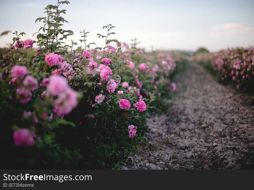 Beautiful bush of pink roses in a spring garden. Flower field. Field of tea rose. Rose garden. Beautiful bush of pink roses in a spring garden. Flower field. Field of tea rose. Rose garden.