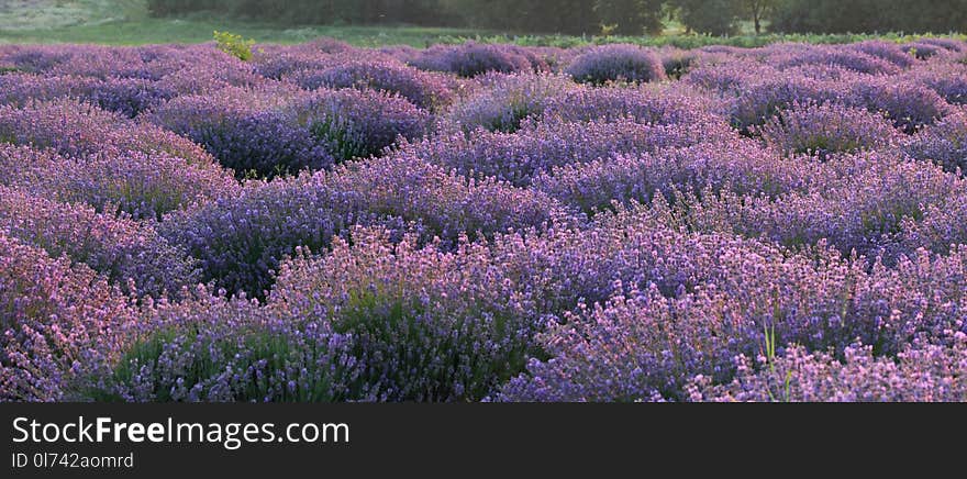 Floral Background With Fragrant Purple Lavender Bushes.