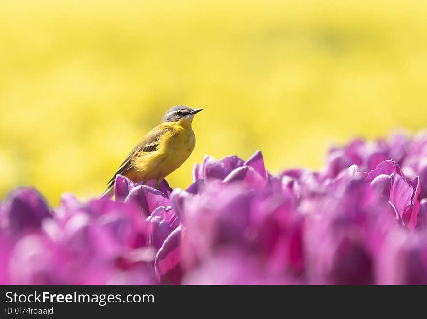 Closeup of a male western yellow wagtail bird Motacilla flava singing in a meadow or field with colorful yellow and purple tulips blooming on a sunny day during spring season.