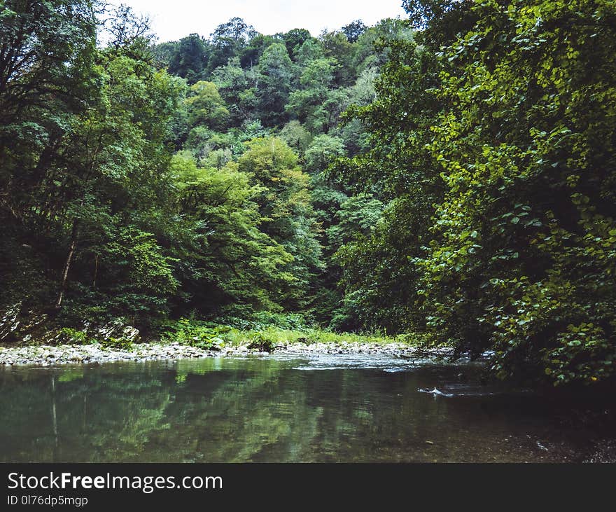 Green Leafed Trees Near Body of Water