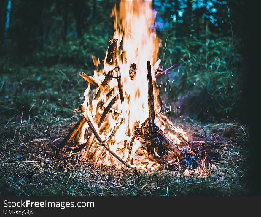 Bonfire on Forest Screengrab