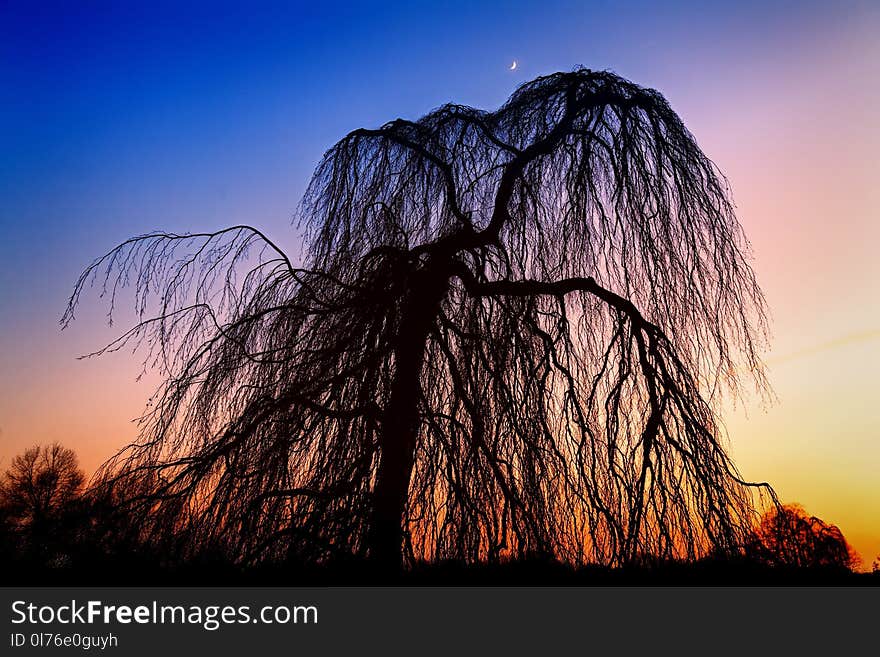 Silhouette of Tree