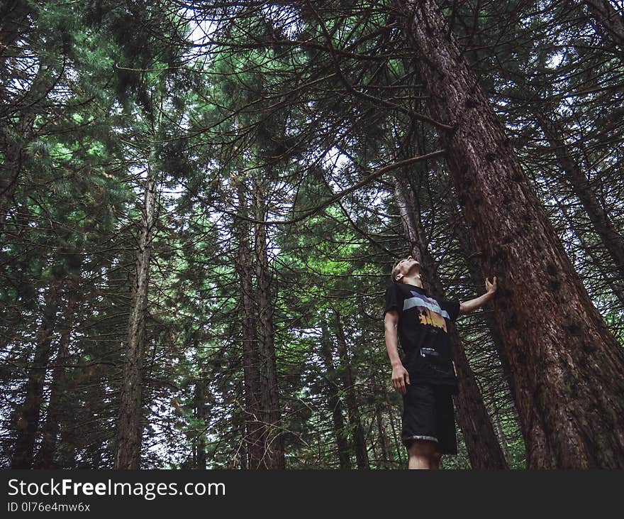 Man Looking at the Top of Tree