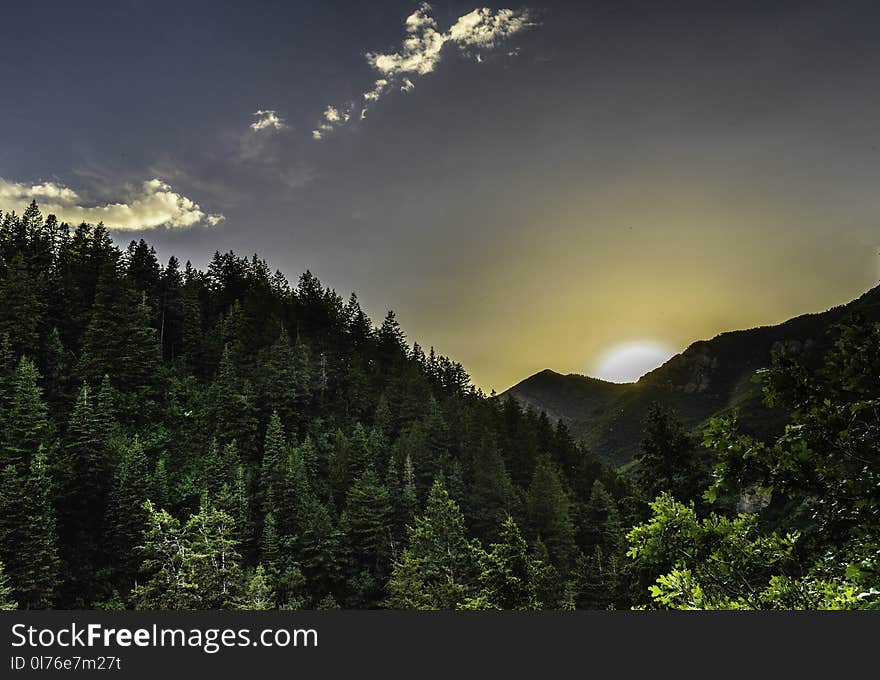 Forest Sunrise View