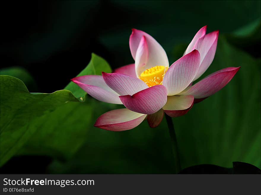 Tilt-shift Photography of Pink and White Flower