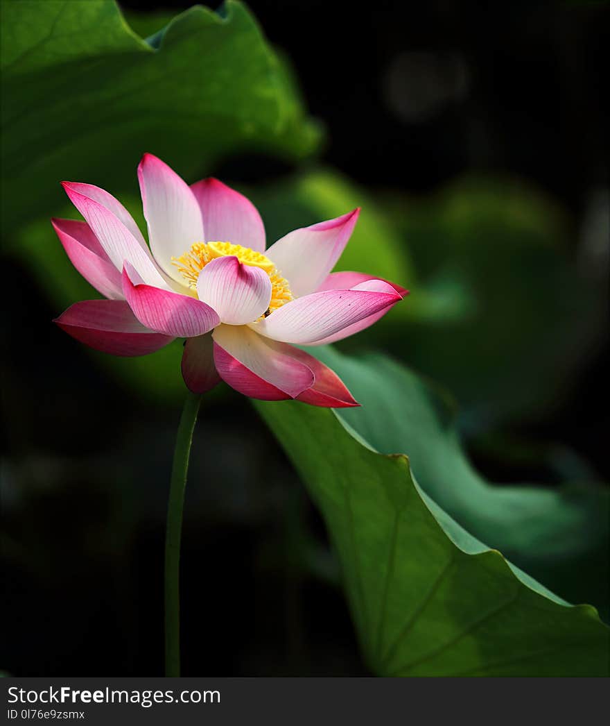 Shallow Focus Photo of Pink and White Petaled Flower