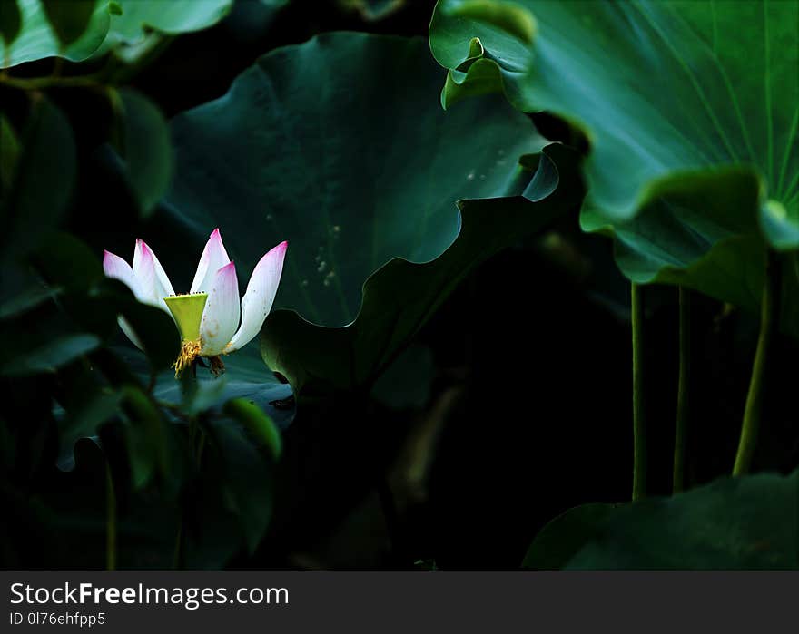 White Petaled Flower