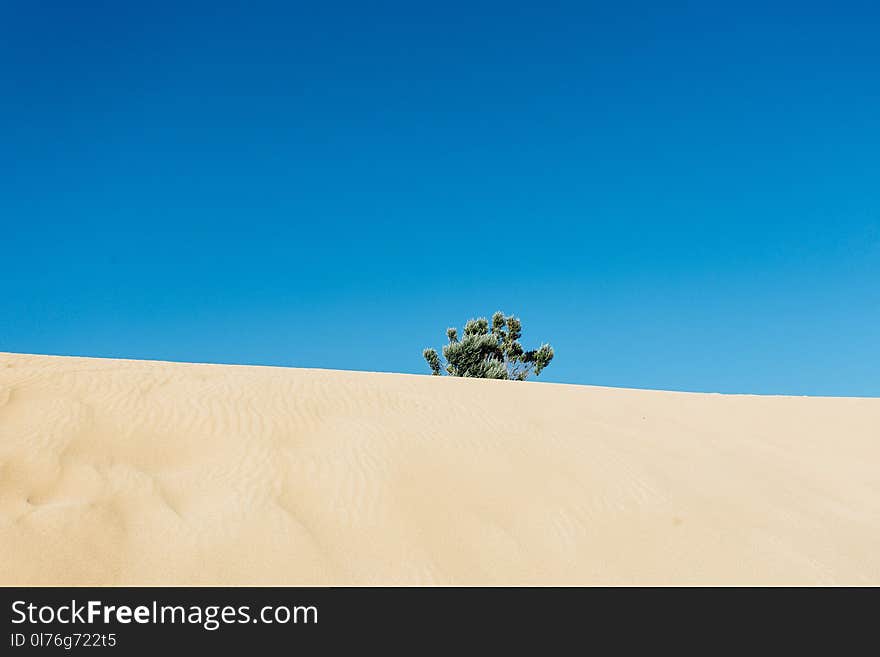 Green Leafed Tree in the Middle of Desert