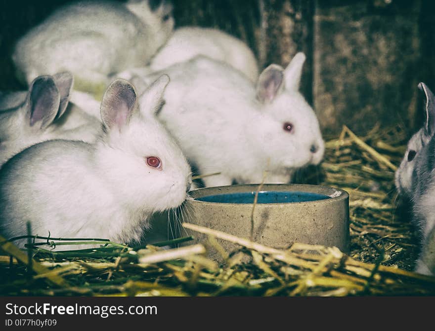 Beautiful white rabbits. Animal portrait. Big ears and red eyes. Little white bunnies. Analog photo filter with scratches. Beautiful white rabbits. Animal portrait. Big ears and red eyes. Little white bunnies. Analog photo filter with scratches.