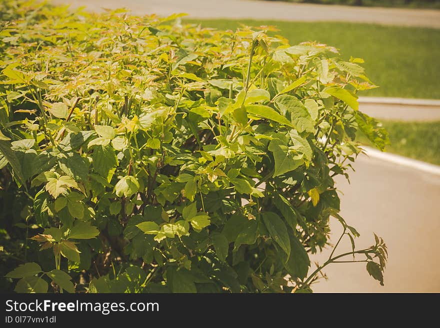 Shorn bushes in the park