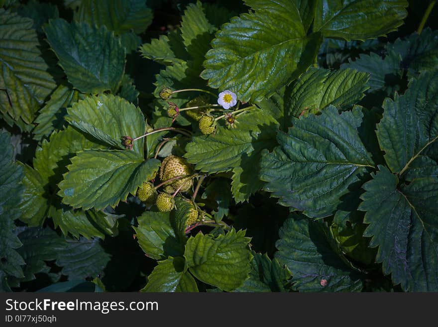 Small strawberries in the garden