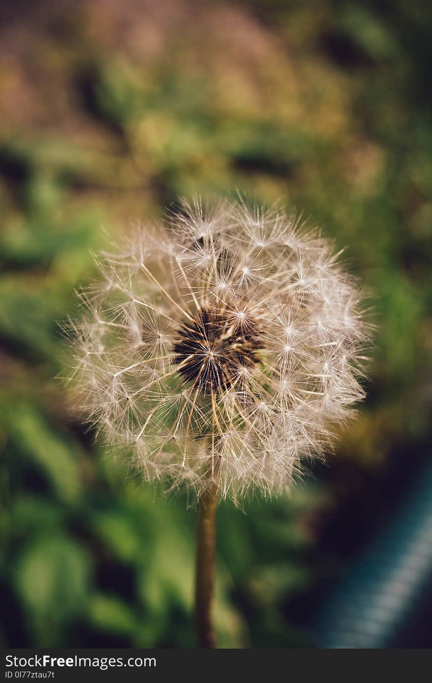 White dandelion macro retro