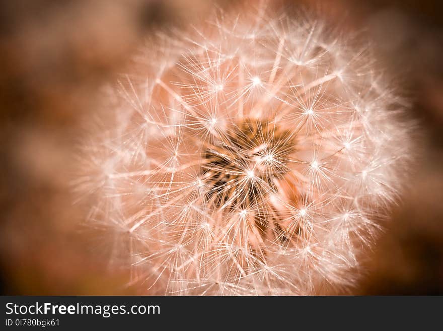 White dandelion macro retro