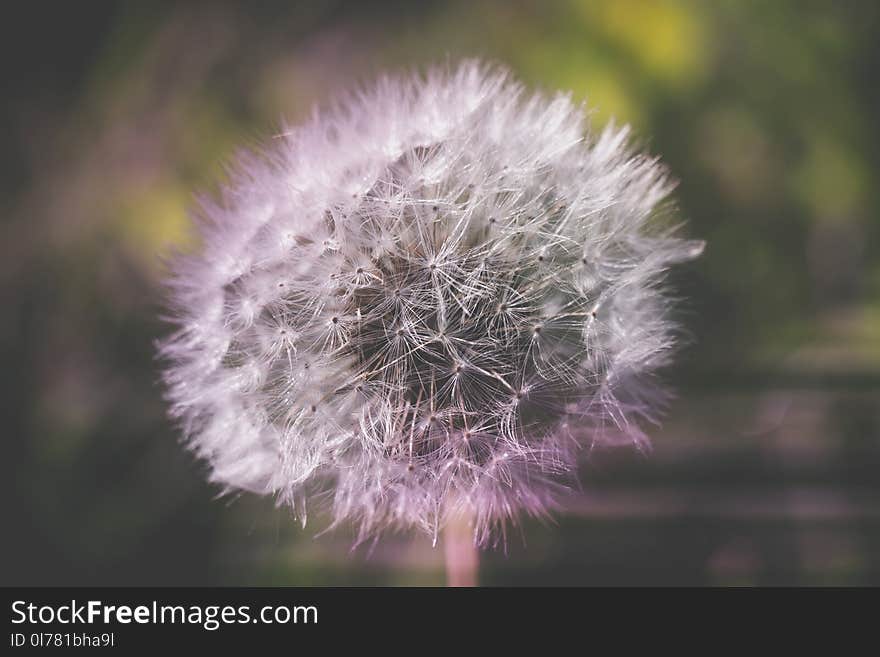 White dandelion macro retro