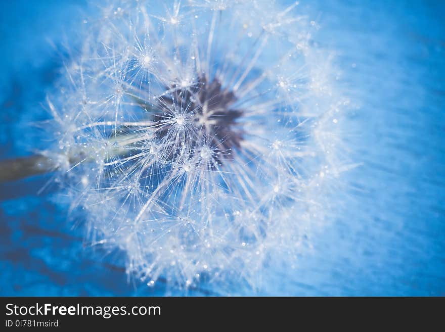 Close up photo of dandelion seeds with water drops, filtered background. Close up photo of dandelion seeds with water drops, filtered background.