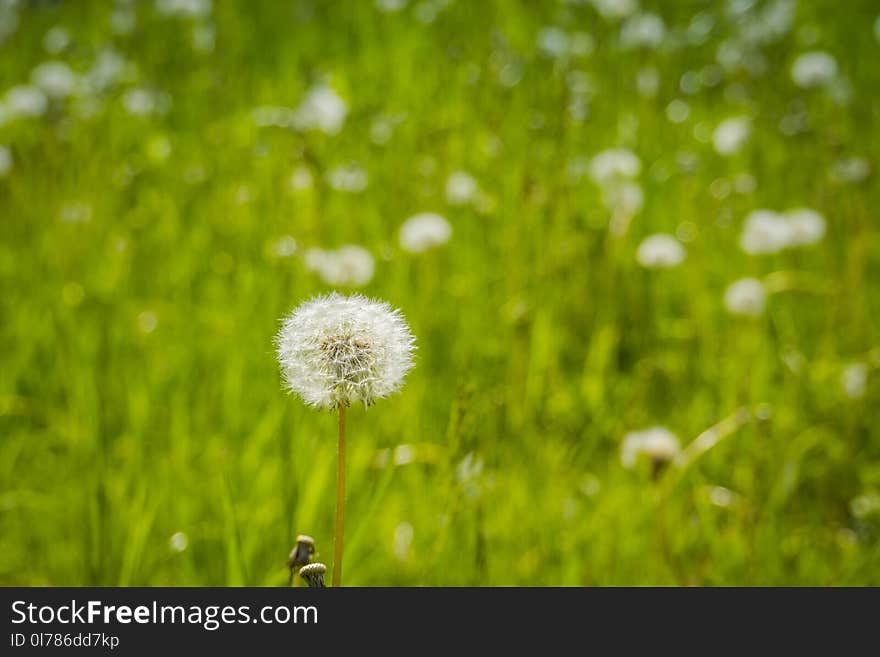 Summer white dandelions in the sunny grass field. Summer white dandelions in the sunny grass field.