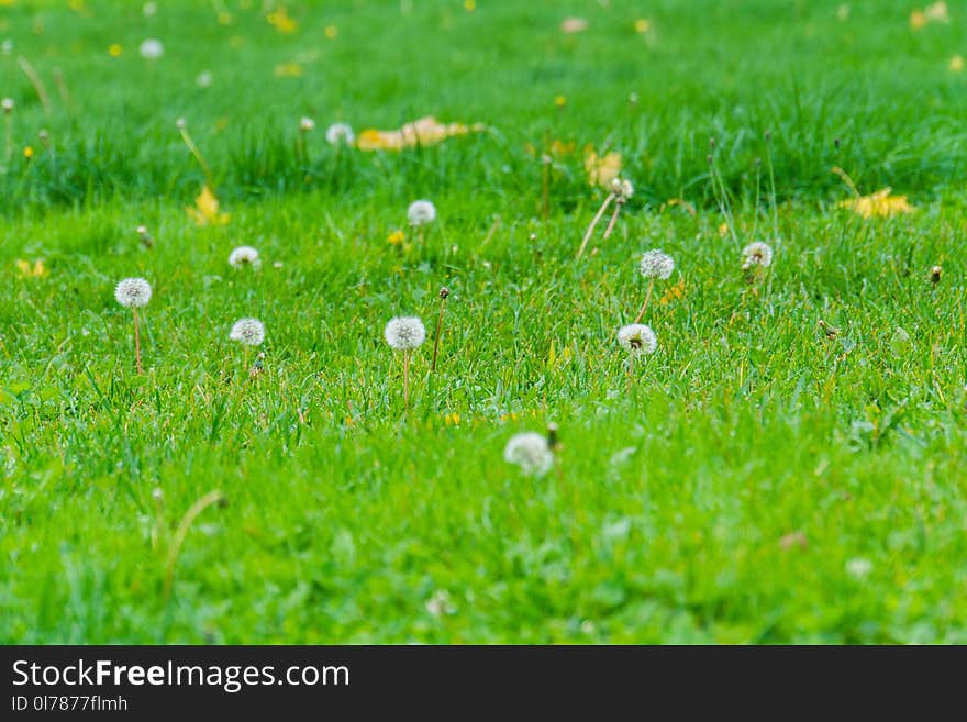 Summer white dandelions in the sunny grass field. Summer white dandelions in the sunny grass field.