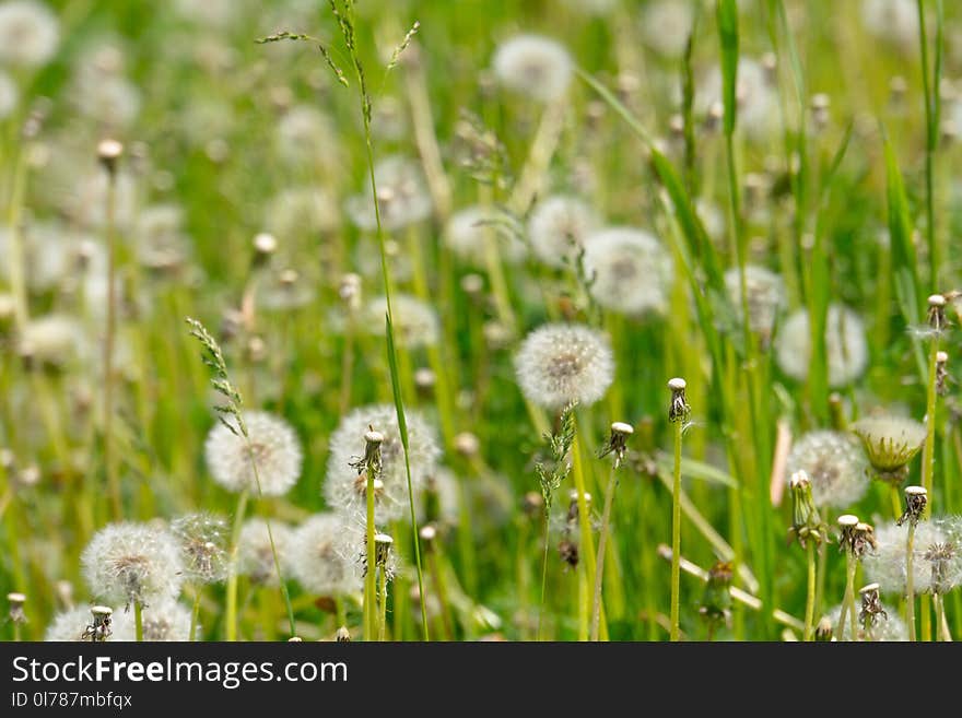 White dandelions in the grass