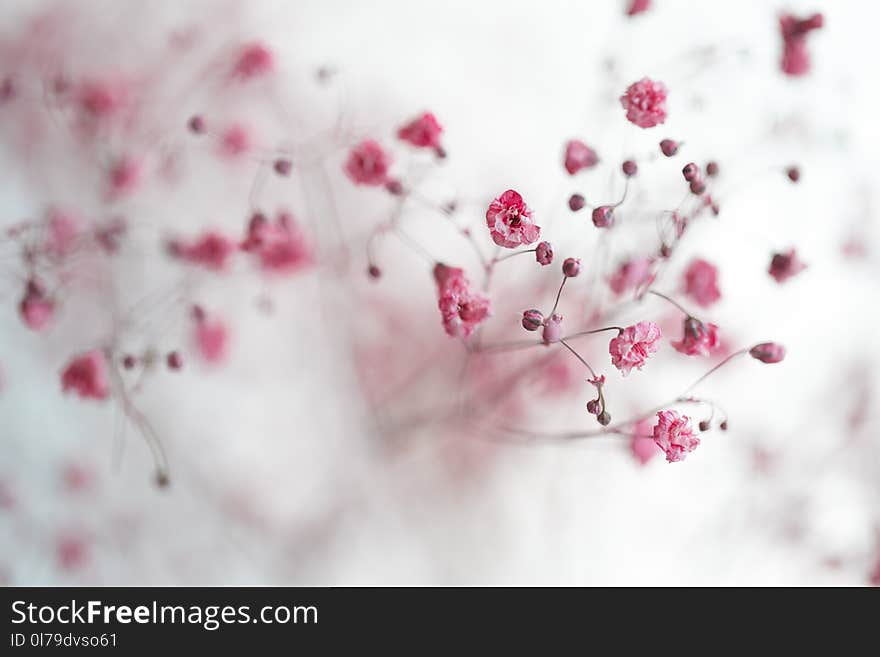 Dry Pink Baby`s Breath Flowers