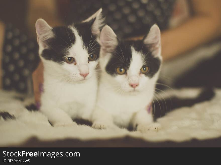 Black and white kitten with green eyes, warm toned picture. Black and white kitten with green eyes, warm toned picture.