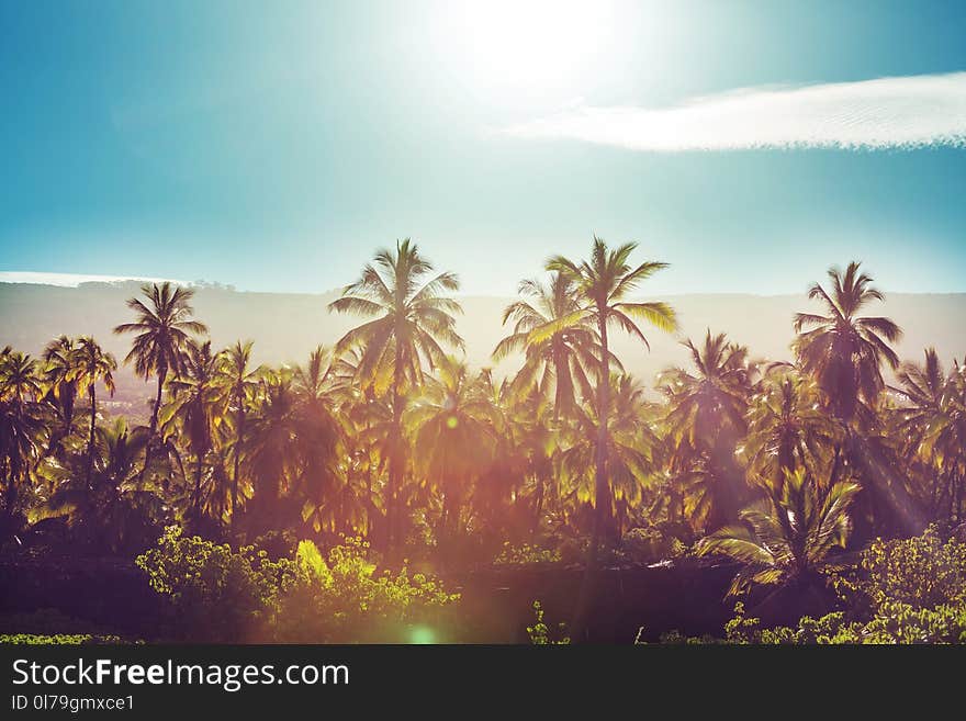 Palm plantation on tropical island