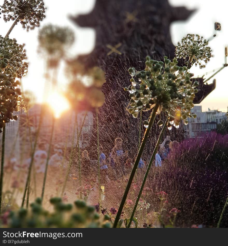 Water drops on the grass and flowers in Museon park in Moscow