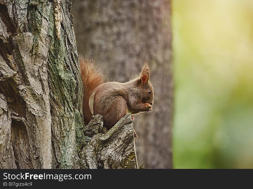 Eastern Gray Squirrel Sitting on the Tree. Eastern Gray Squirrel Sitting on the Tree