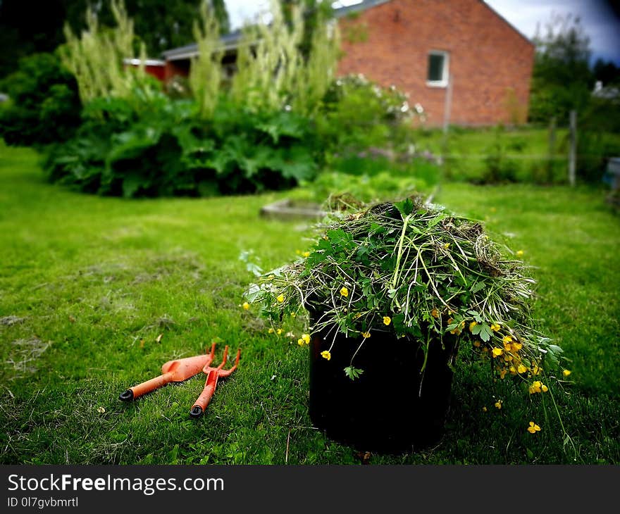 Green grass, job in the garden. Green grass, job in the garden