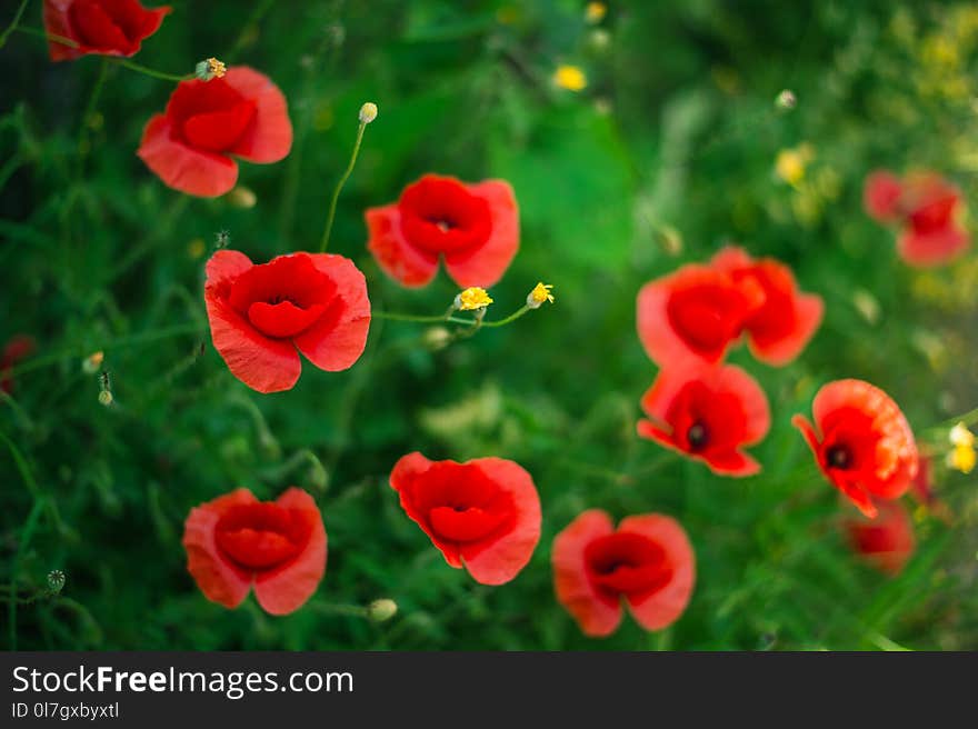 Red poppy, symbol of Albania, in Historic city of Berat in Albania