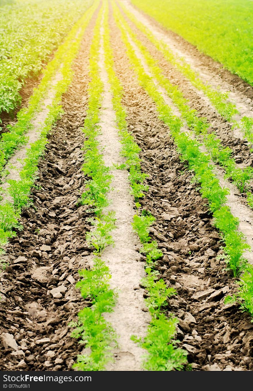 vegetable rows in the field, the landscape of agriculture, green potatoes and carrots grow in the soil, farming, agro-industry, fresh vegetables, crop ripening.