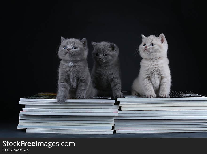 Cute kittens sitting on books, black background, copy space