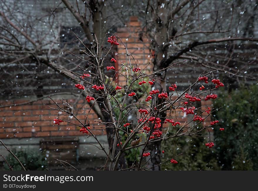 A Red Viburnum In The Rain And Snow