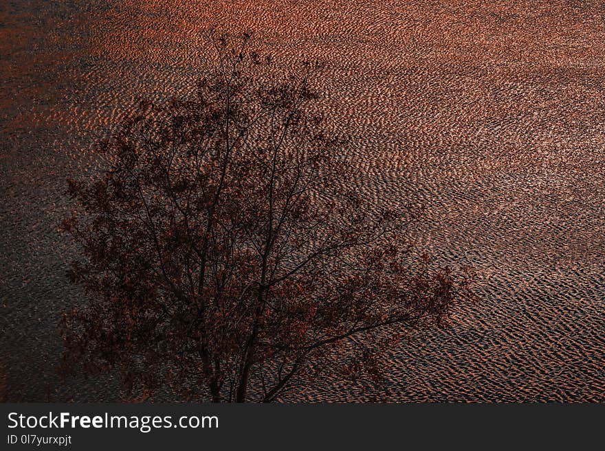 Tree Painting