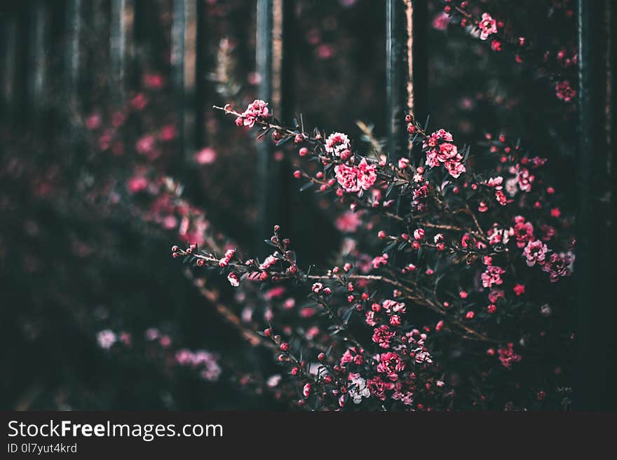 Selective Color Photography of Pink Petaled Flower