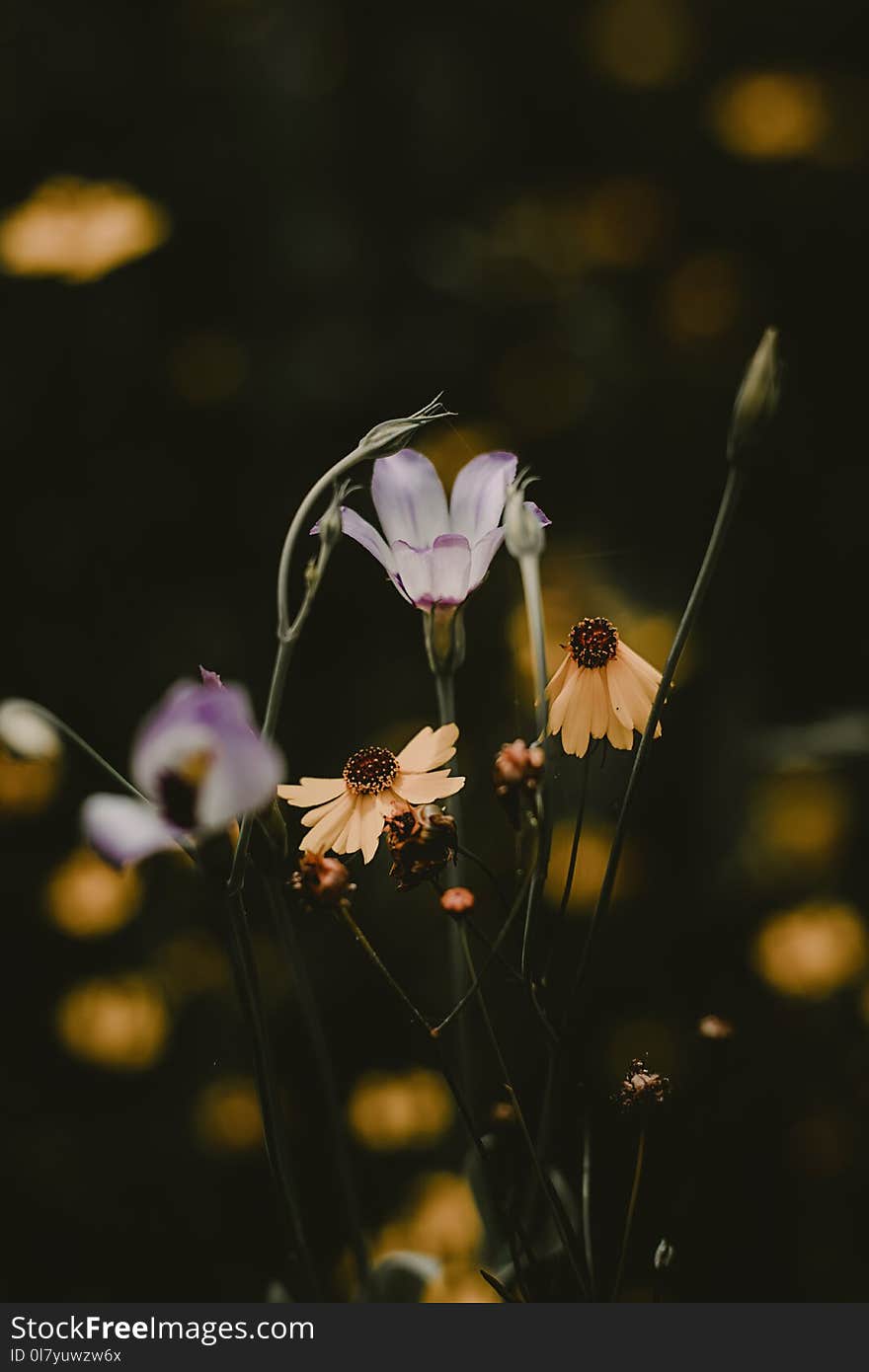 Purple and Yellow Flowers