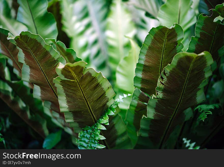 Close-up Photograph of Green Leafed Plant