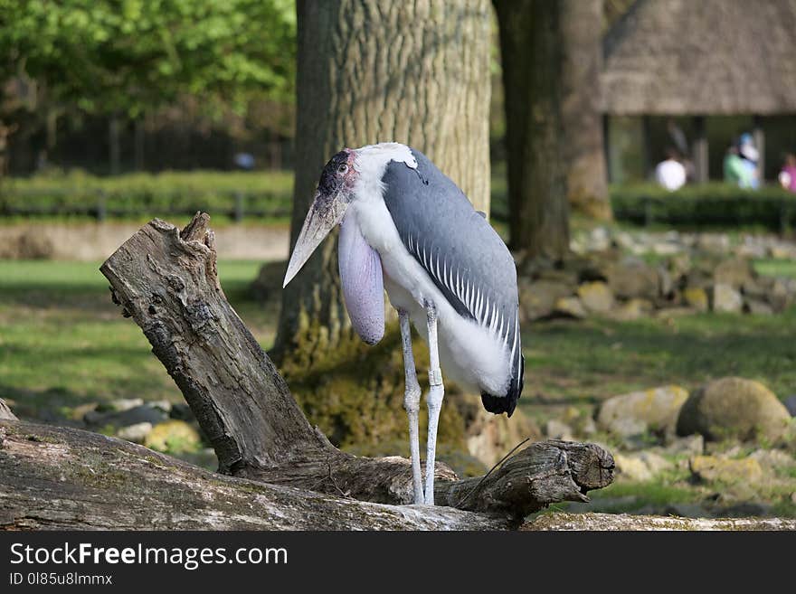 Bird, Beak, Ciconiiformes, Stork