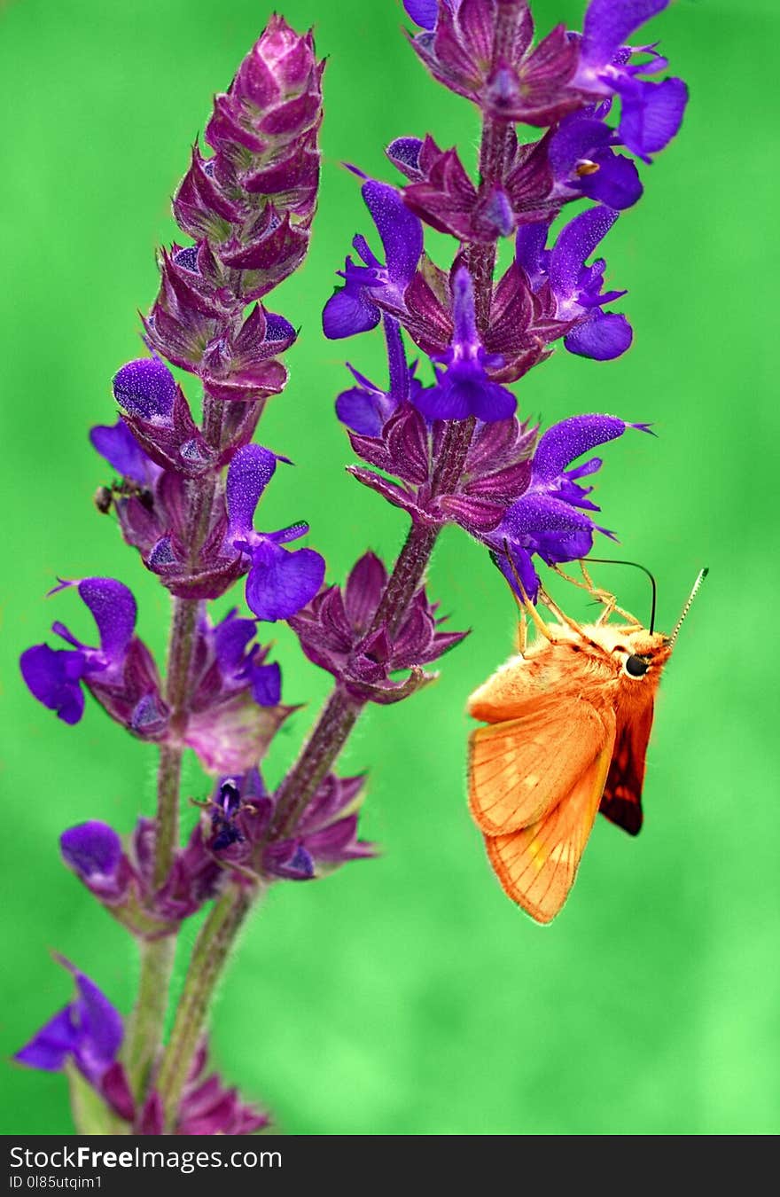 Plant, Lavender, Flora, Common Sage