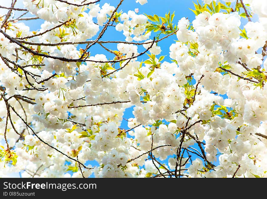 Branch, Blossom, Flower, Sky