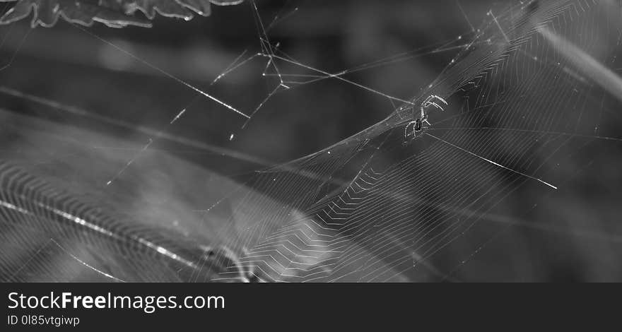 Spider Web, Black, Black And White, Monochrome Photography